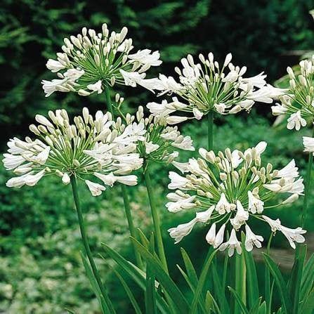 Witte Agapanthus - winterhard - met bloemknoppen, Overige soorten, Volle zon, Vaste plant, Ophalen of Verzenden