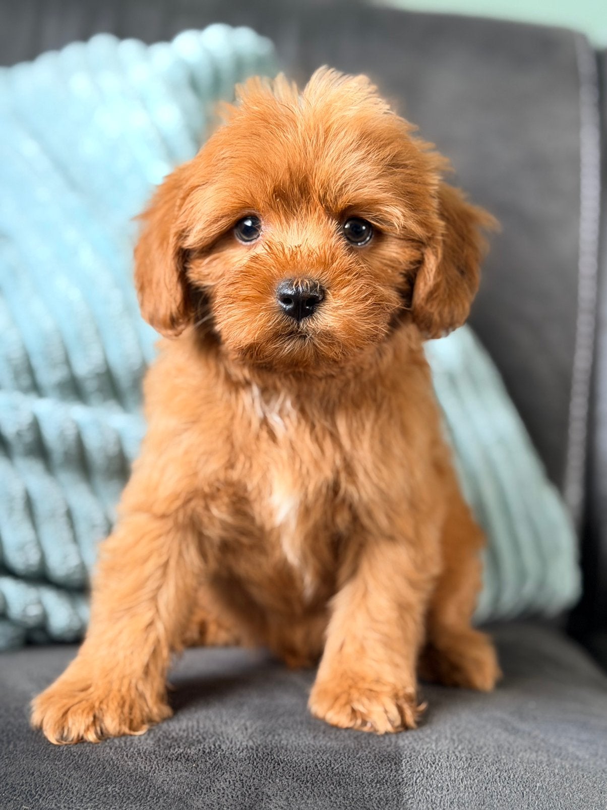 Mini labradoodle/mini doodles te koop! Wij mogen verhuizen!, Dieren en Toebehoren, Overige rassen, CDV (hondenziekte), 8 tot 15 weken