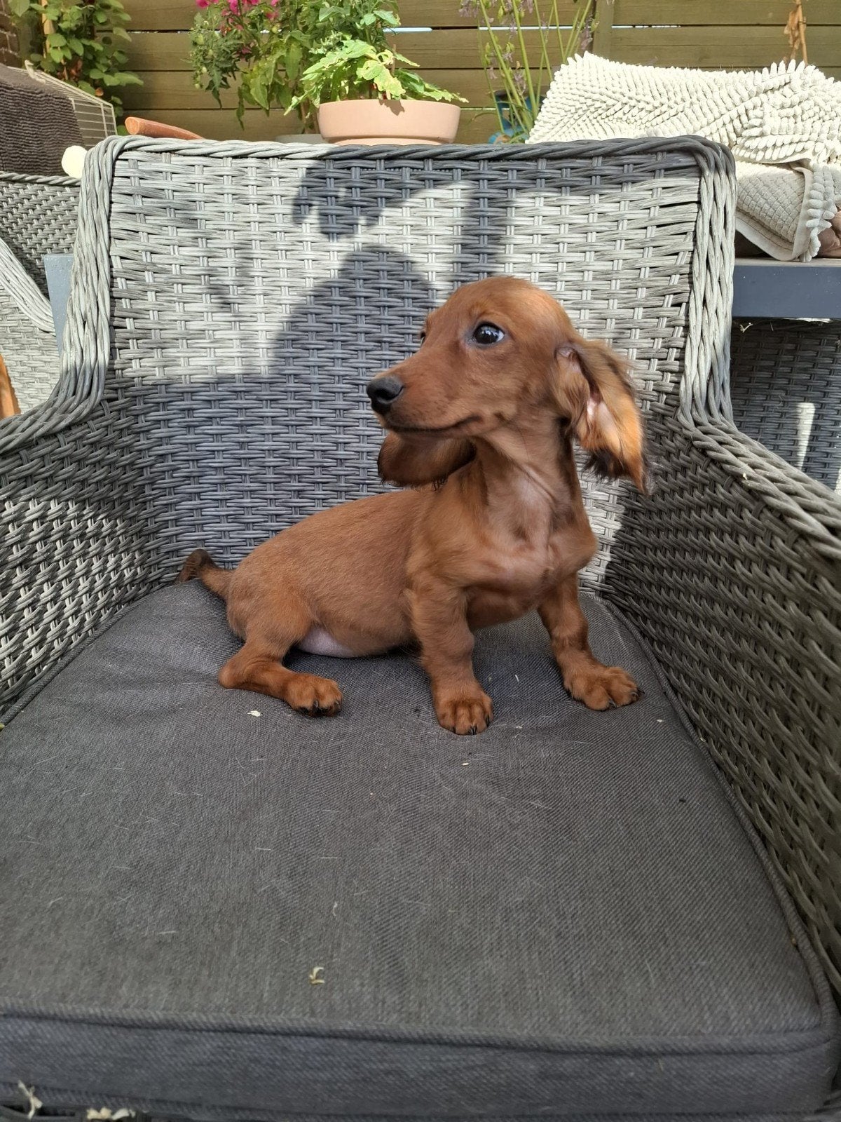 Lieve langharige teckel, reu, Dieren en Toebehoren, Parvo, Reu, 8 tot 15 weken, Dwerg