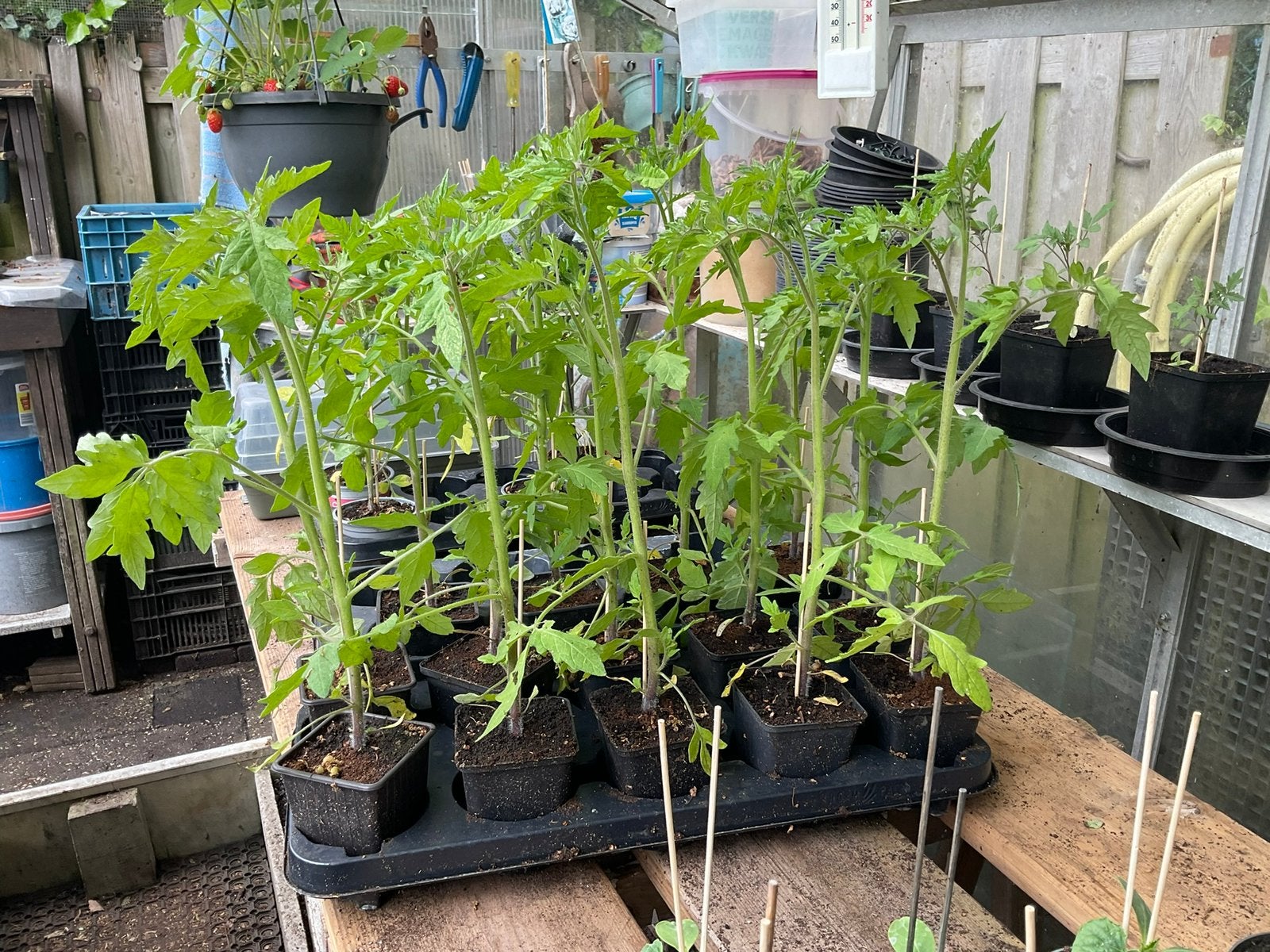 Tomaten plantjes te koop, Ophalen, Eenjarig, Groenteplanten, Volle zon