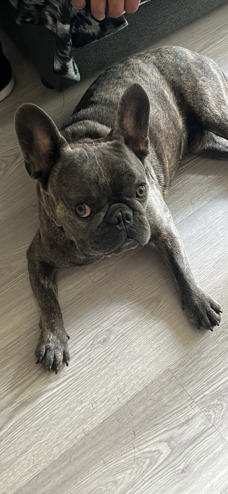 Franse bulldog, Dieren en Toebehoren, Honden | Bulldogs, Pinschers en Molossers, Reu, 8 tot 15 weken, Bulldog, Eén hond