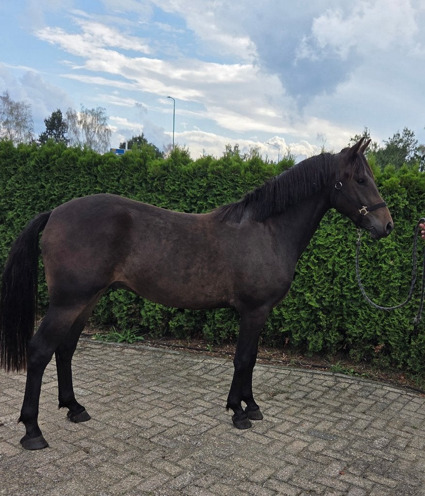 Toekomstige New Forest sportpony's, Dieren en Toebehoren, Pony's, E pony (1.48m - 1.57m), Met stamboom, Ruin, Dressuurpony