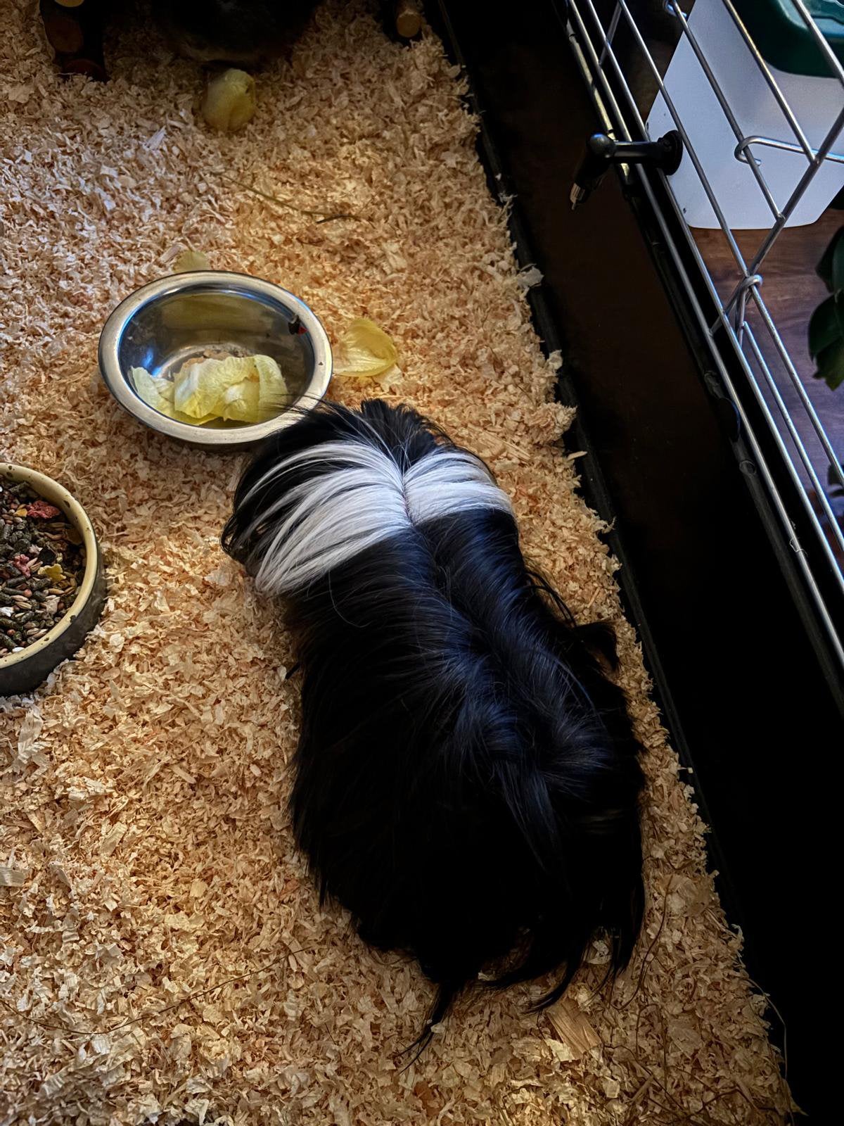 2 Cavias ter overname, Cavia, Mannelijk, Januari, Tam