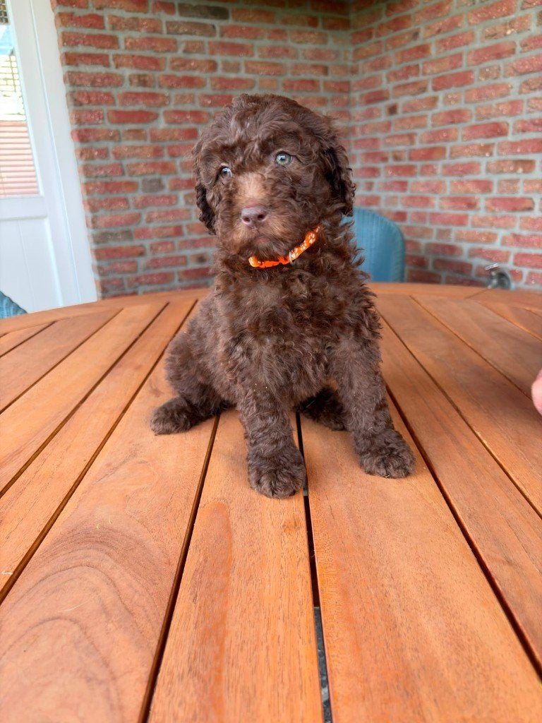 labradoodle pups, Dieren en Toebehoren, Overige rassen, 8 tot 15 weken, Meerdere, Meerdere dieren