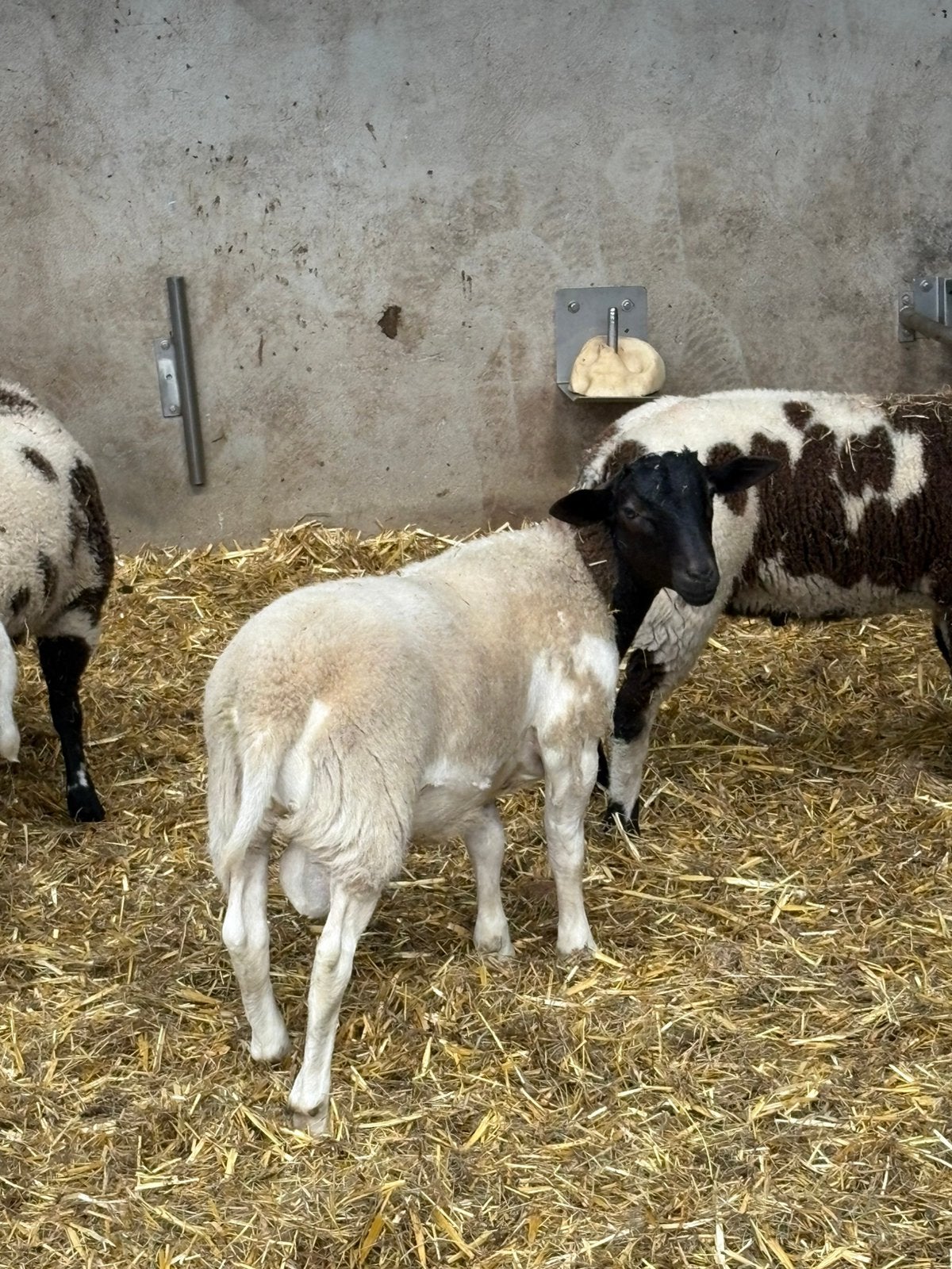 Tk 2 Dorper rammen van  eind februari 26, Mannelijk, Schaap