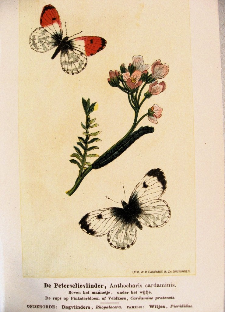 Zeldzaam! Vlinderwereld, 100 vlinders en rupsen gids 1899, Ophalen of Verzenden, F.J. van Uildriks en Dr. Vitus Bruinsma.