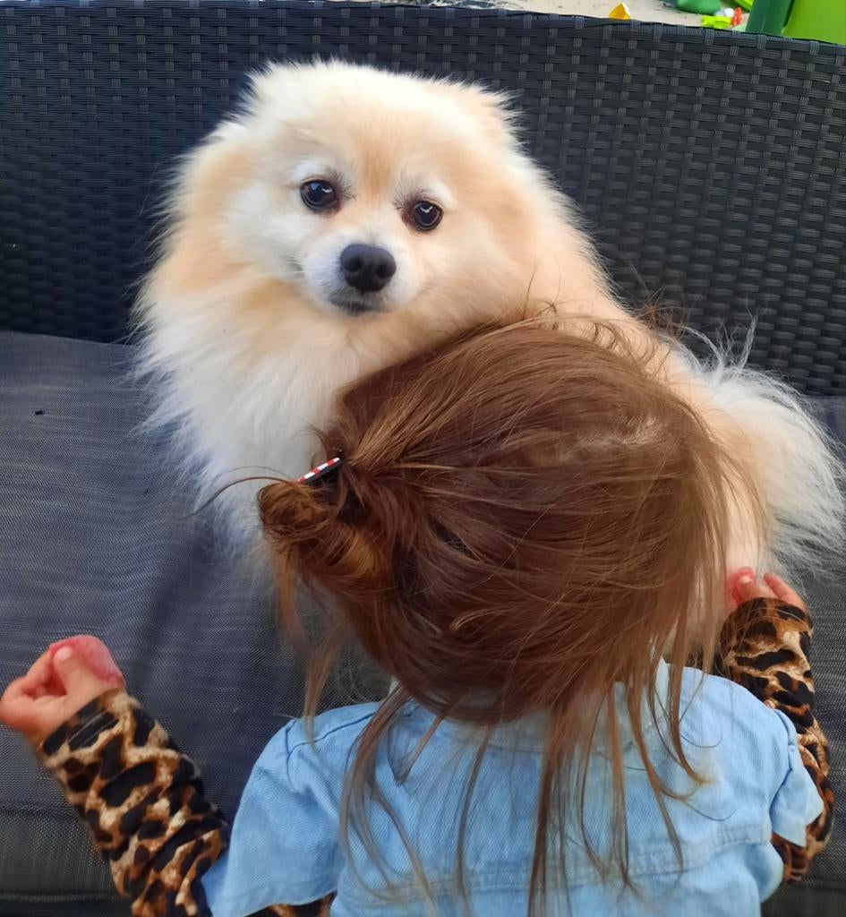 Honden oppas aangeboden ( zomer) ! Kleine huiselijke kring, Ophalen