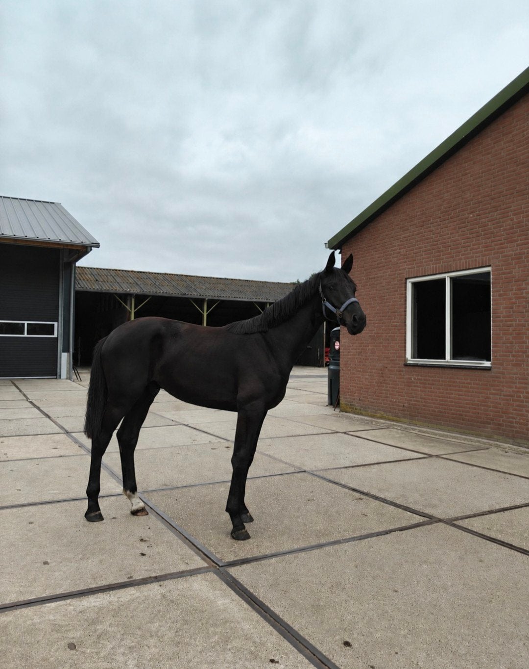 Prachtige zwarte ruin (This is naqueen x Bretton Woods), Dieren en Toebehoren, Ruin, 160 tot 165 cm, Dressuurpaard, 0 tot 2 jaar
