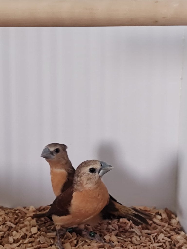 Gele rietvinken, Dieren en Toebehoren, Meerdere dieren, Tropenvogel