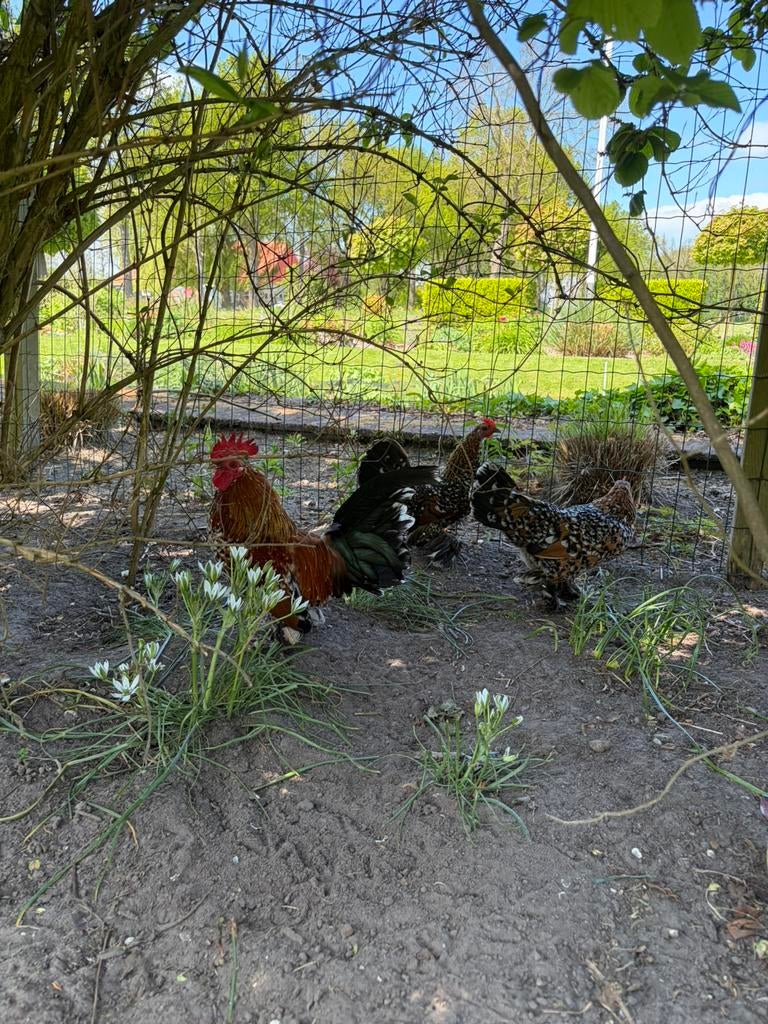 Toom sabelpootjes, Dieren en Toebehoren, Meerdere dieren, Kip