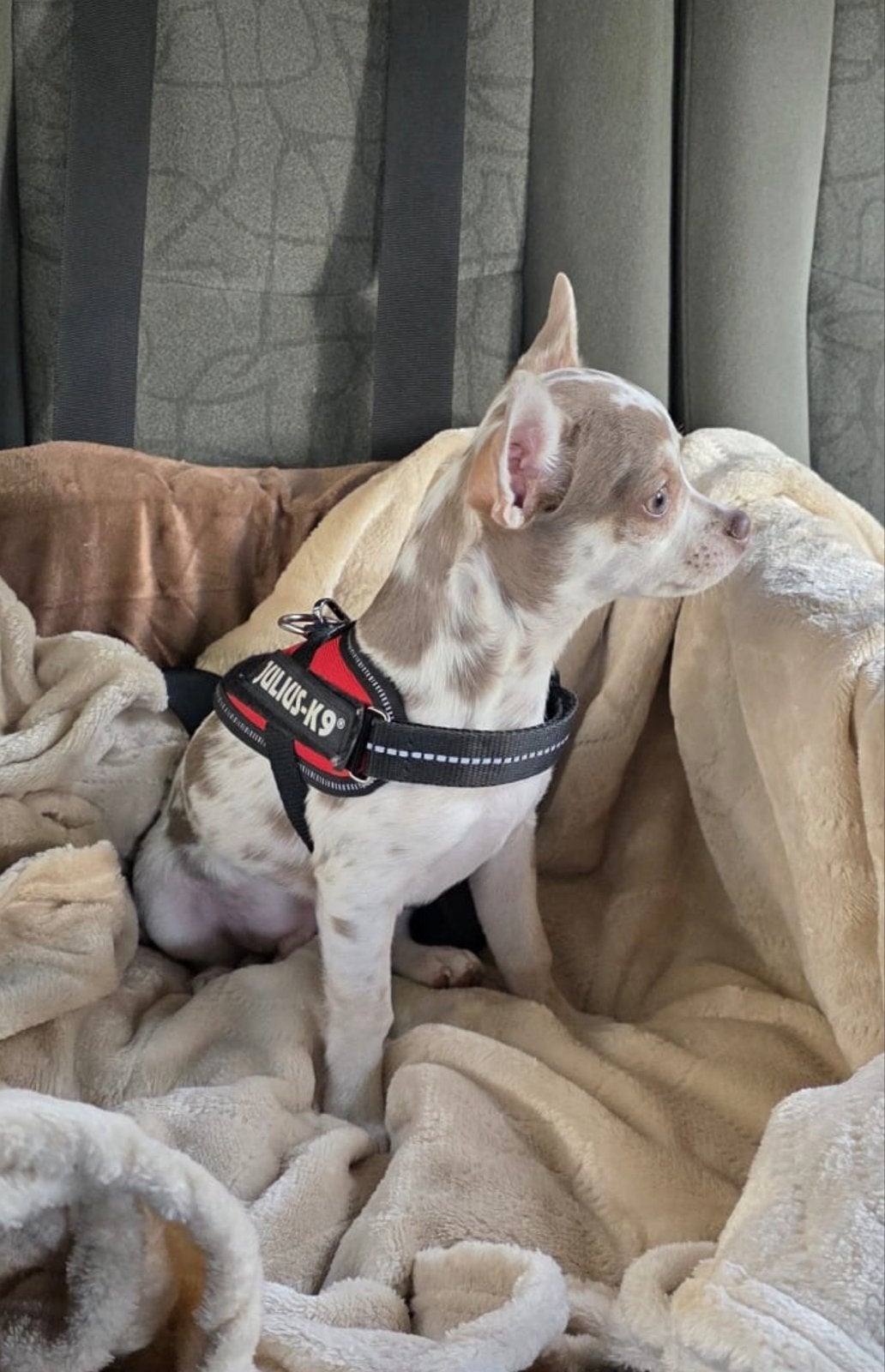 💙🐾Merle reu chihuahua🐾💙, België, Particulier, 15 weken tot 1 jaar, Reu