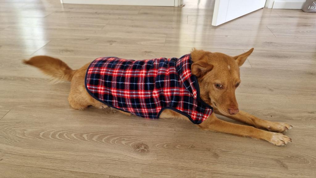 Hondenkleding, Dieren en Toebehoren, Ophalen, Gebruikt