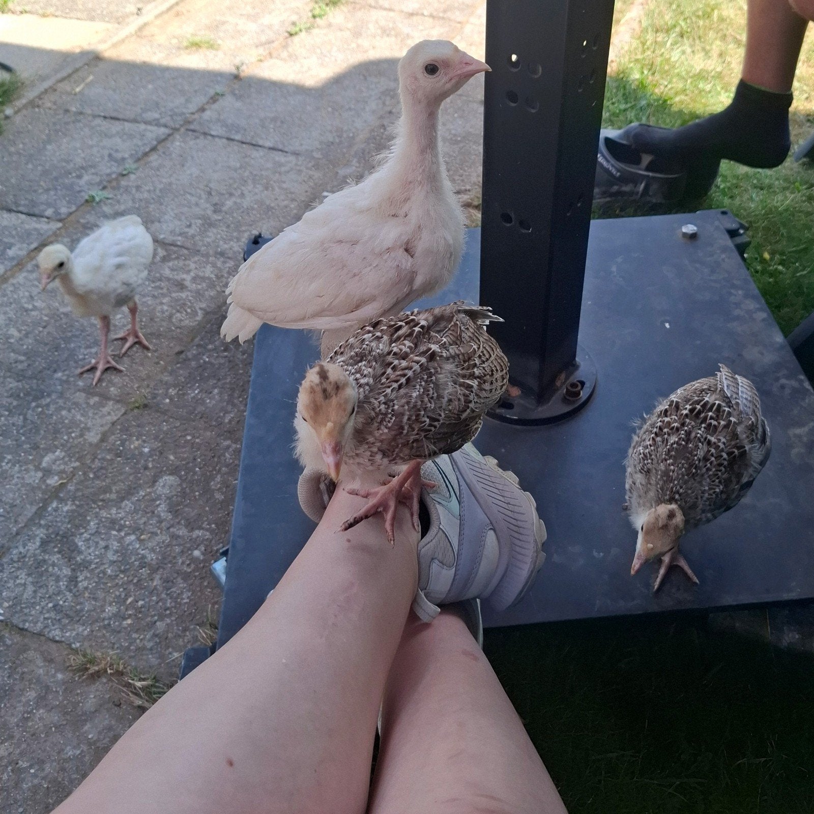 Tamme kalkoenkuikens zoeken nieuw huisje, Dieren en Toebehoren, Pluimvee