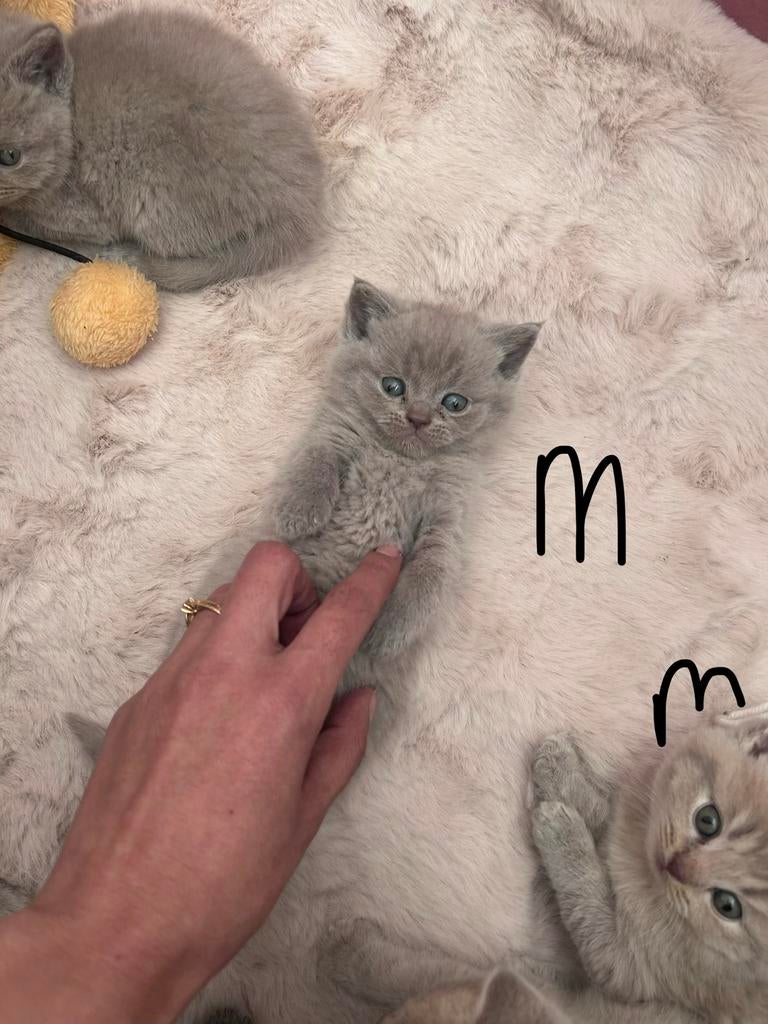 Raszuivere britse korthaar lilac, Dieren en Toebehoren, Katten en Kittens | Raskatten | Korthaar, Meerdere dieren, Ontwormd