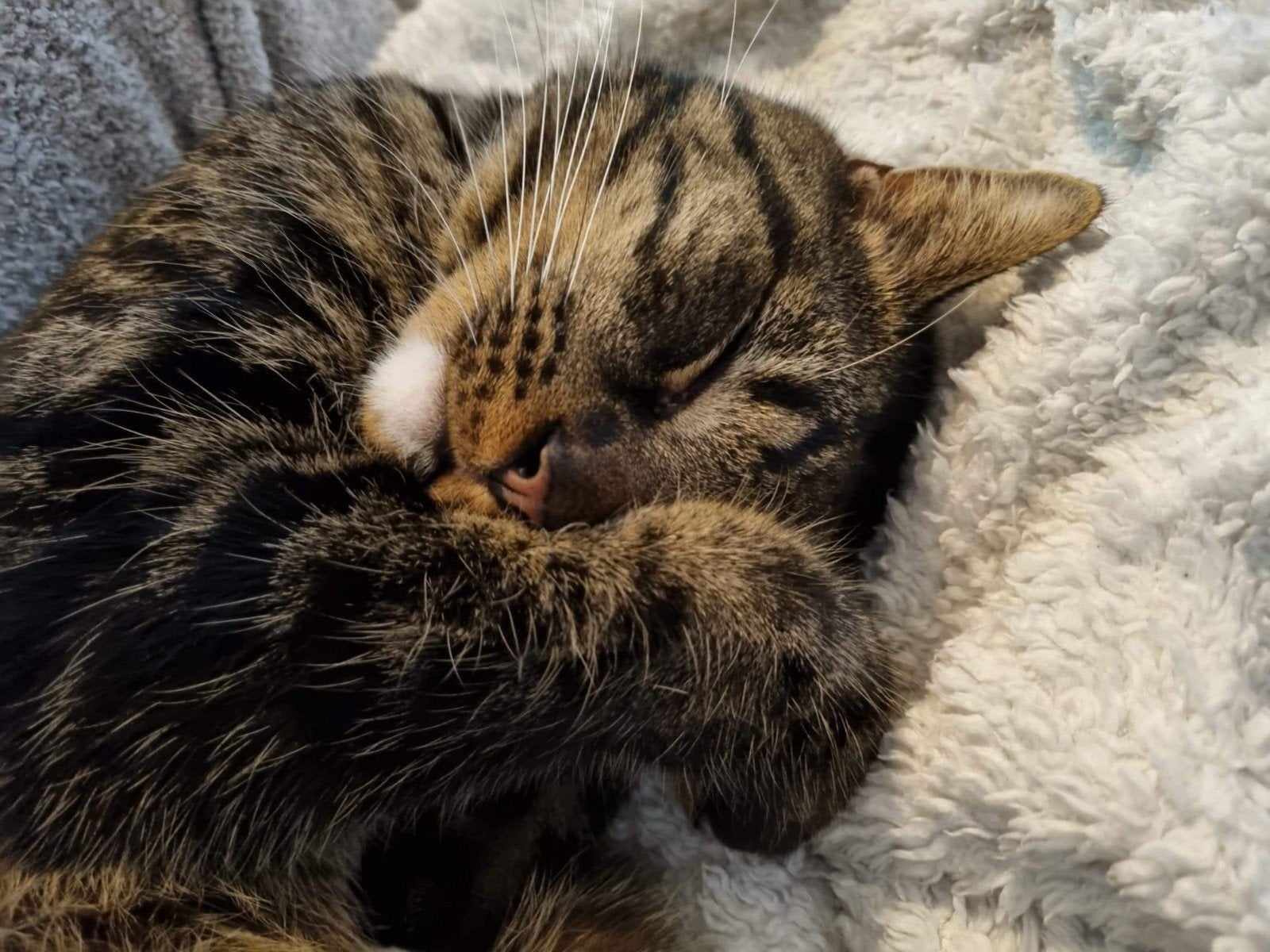 Sem & Jace, Meerdere dieren, Kortharig, 6 jaar of ouder