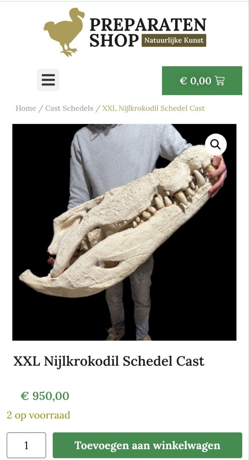 Hoogwaardige 1:1 replica/cast xxl Zoutwaterkrokodil schedel, Verzamelen, Ophalen of Verzenden, Schedel