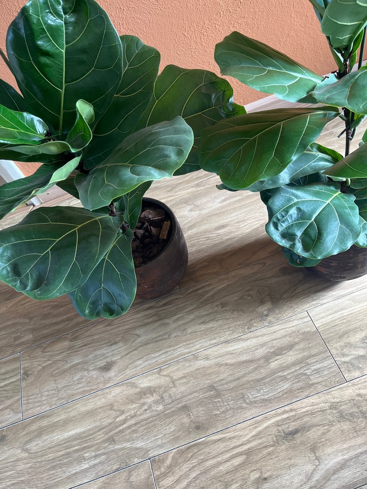 Twee tabak planten, Overige soorten, Vaste plant, Ophalen of Verzenden, Bloeit niet