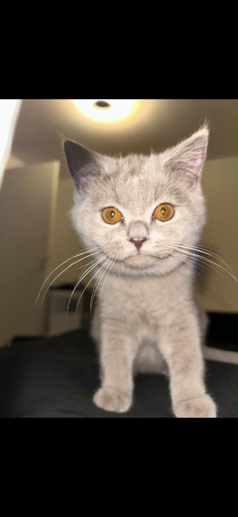 Raszuivere tamme britse-korthaar kittens!, Poes, Ontwormd, 0 tot 2 jaar