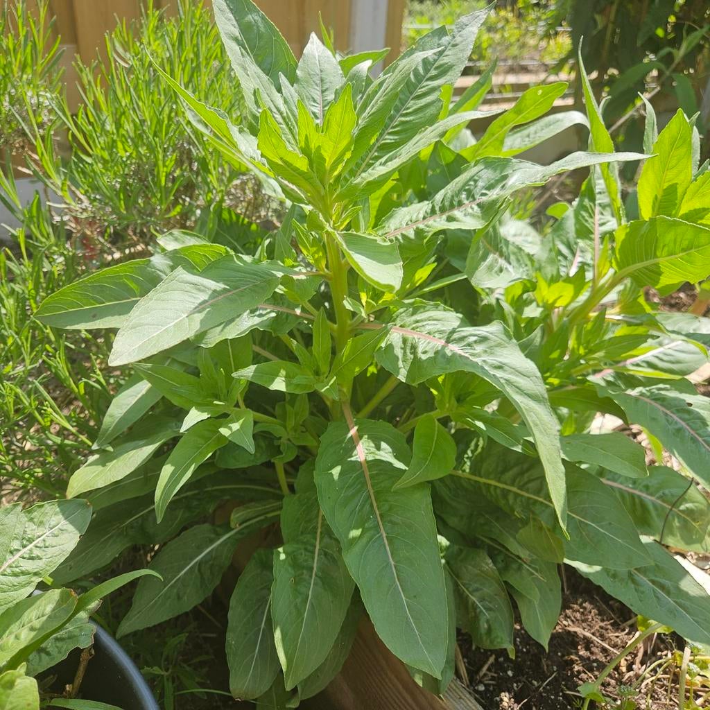 Teunisbloem: gele bloeier voor nachtvlinders, Tuin en Terras, Planten | Tuinplanten, Ophalen, Overige soorten, Volle zon