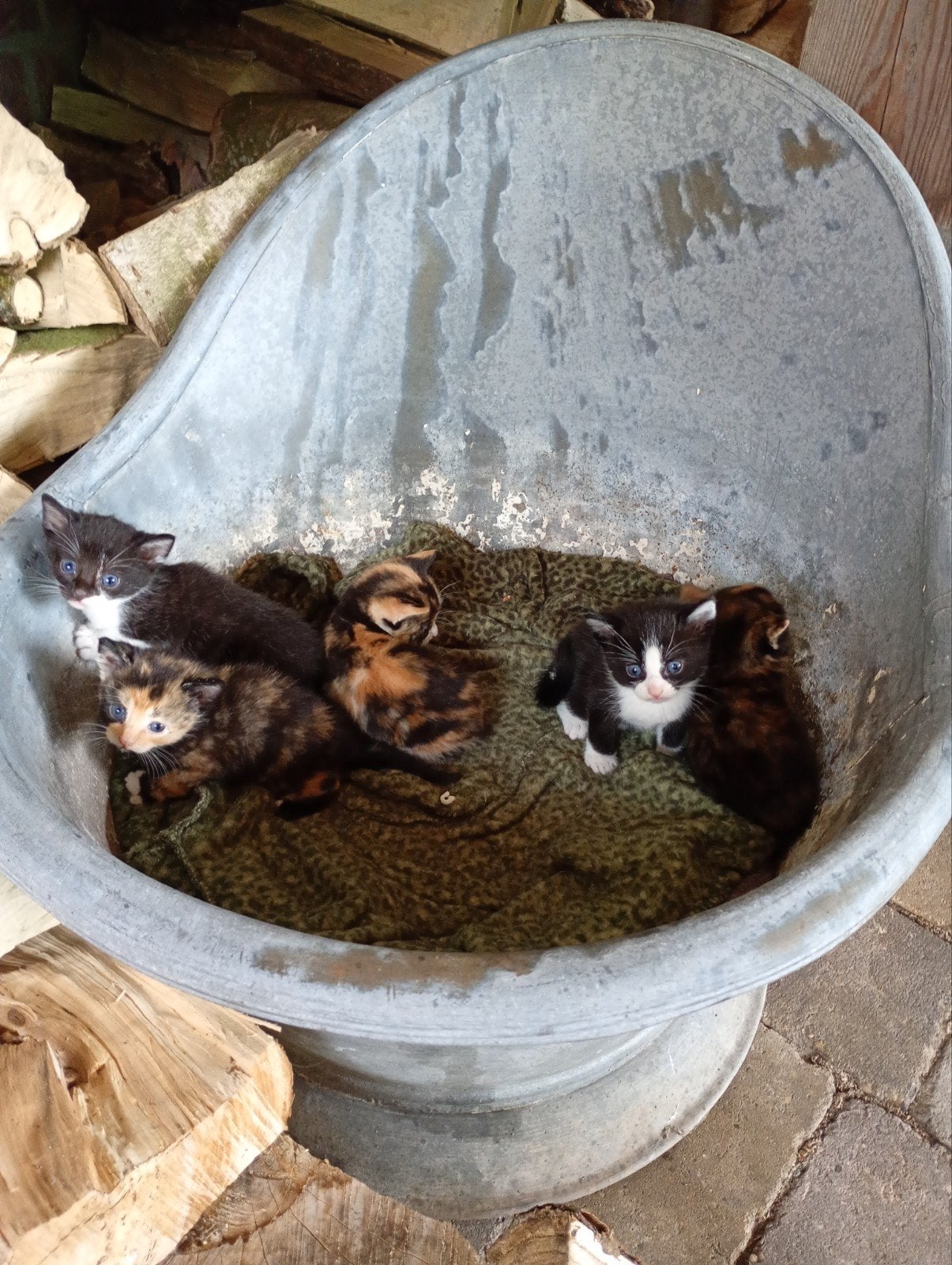 Boerderijkittens, Meerdere dieren