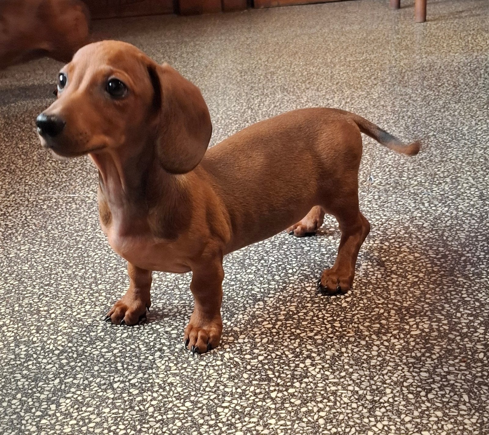 Lieve kortharige teckel puppys pups kleine standaard, Standaard, 8 tot 15 weken, Korthaar, Meerdere