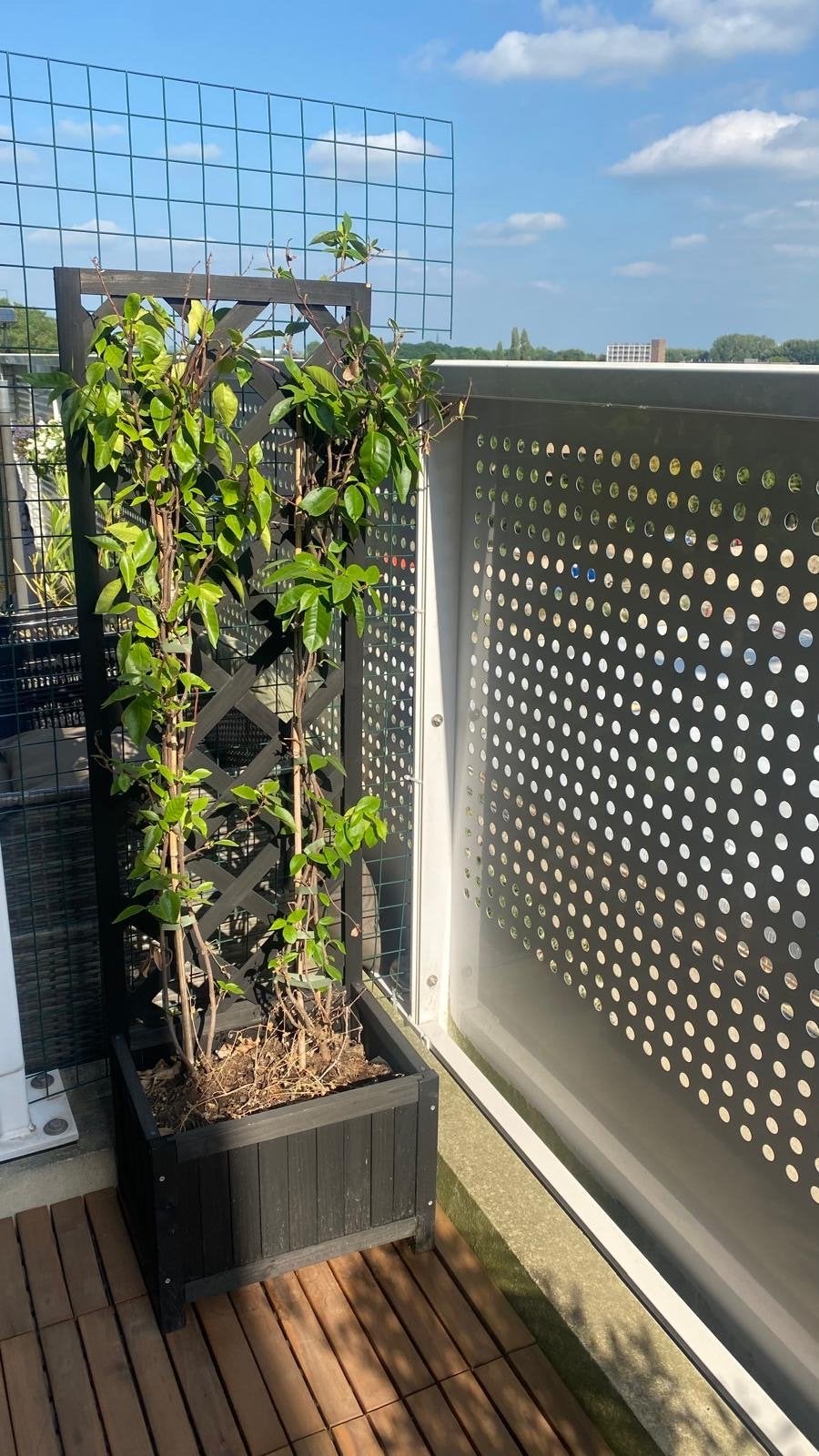 VidaXL Plantenbak met klimrek voor klimop (excl. planten), Tuin en Terras, Gebruikt, Balkon, Minder dan 60 cm, Ophalen of Verzenden