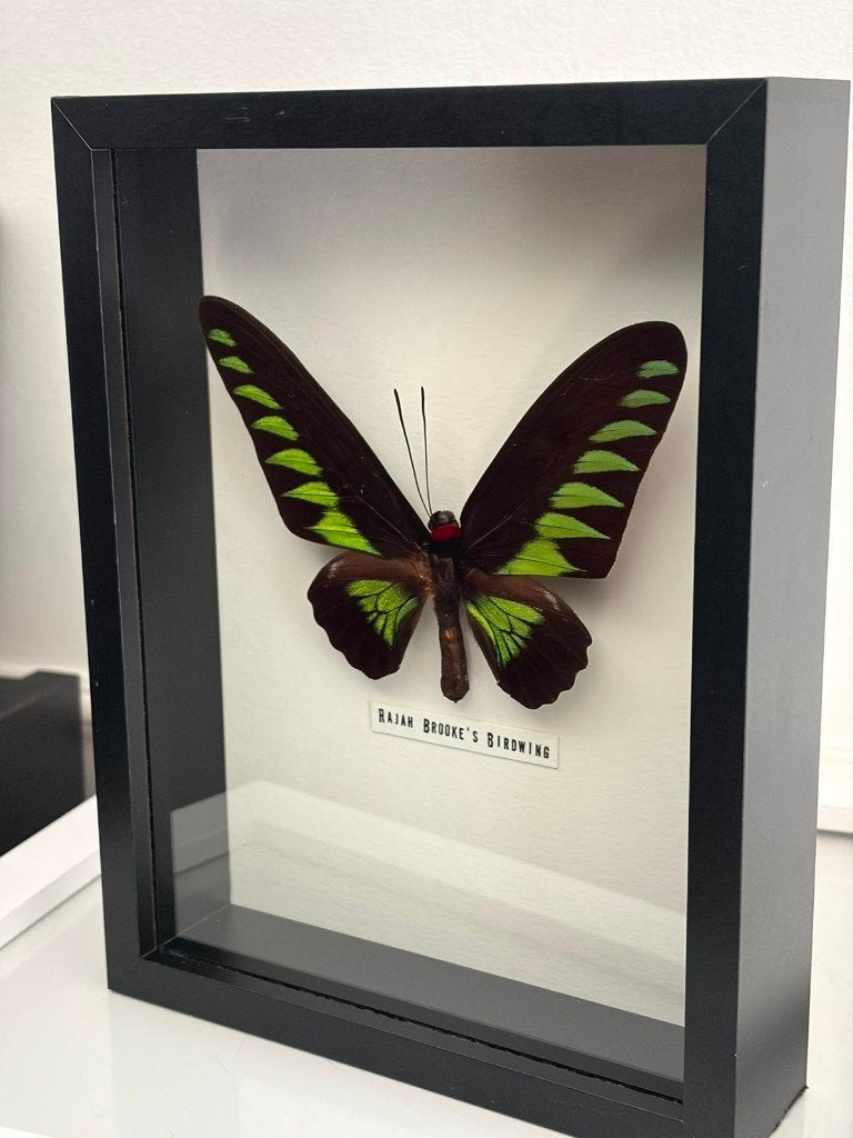 Opgezette vlinder Taxidermie, Ophalen of Verzenden, Zo goed als nieuw, Insect, Opgezet dier