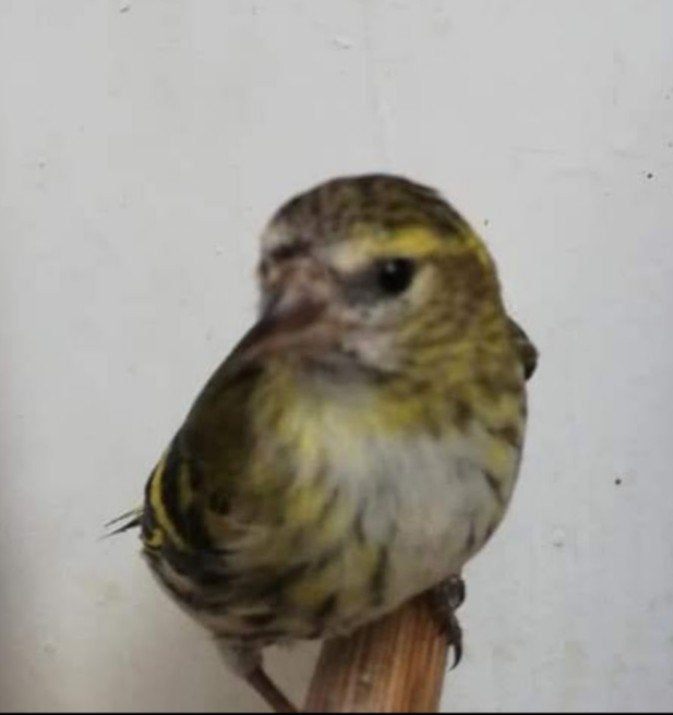 Europese Sijs man wildkleur pastel, Dieren en Toebehoren, Mannelijk, Wildzangvogel, Geringd