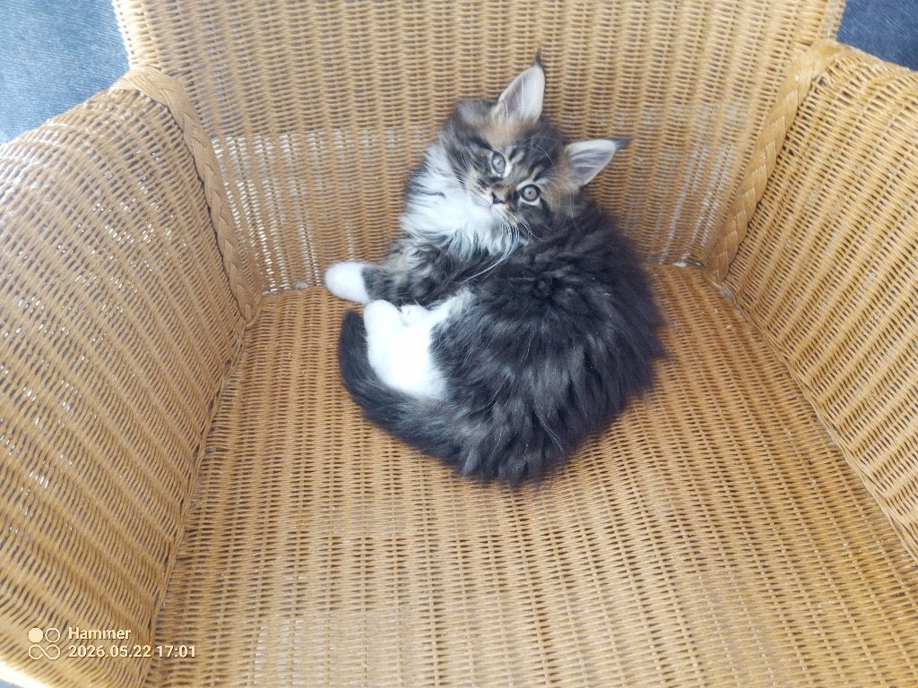 Russische Maine Coon kittens Met stamboom, Meerdere dieren, Met stamboom, 0 tot 2 jaar