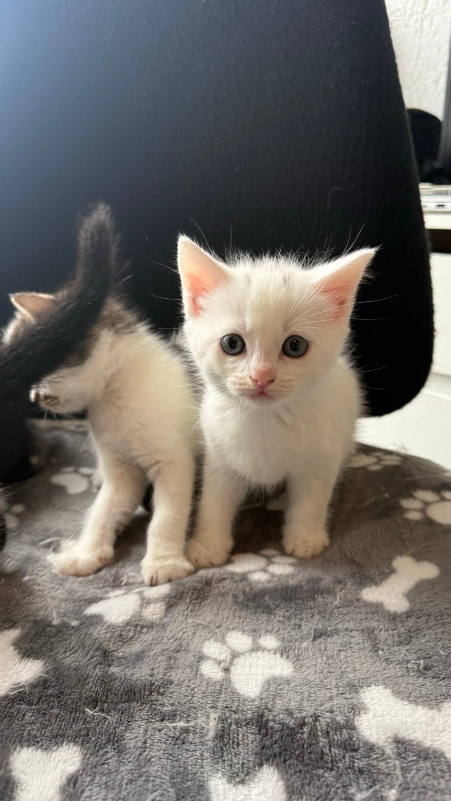 kittens zoeken een warm thuisje, Meerdere dieren, Kortharig, 0 tot 2 jaar