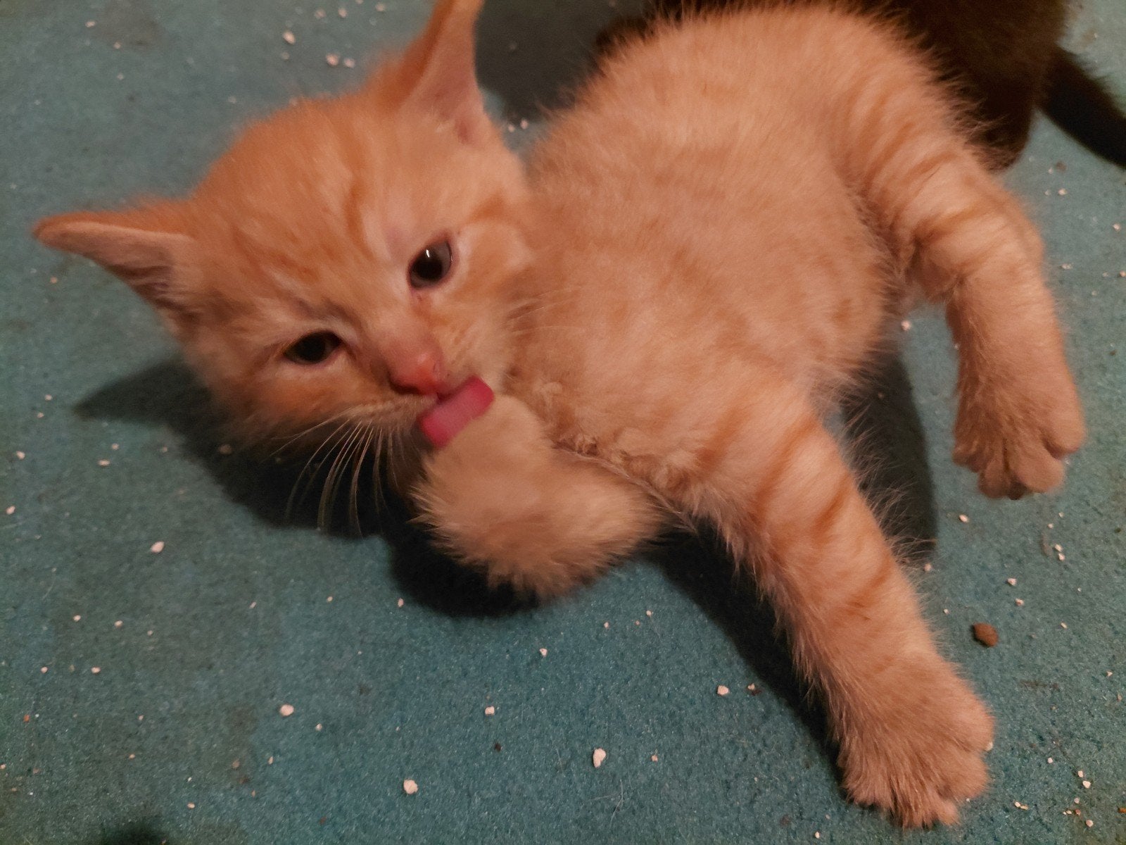 Kitten, Kater, 0 tot 2 jaar