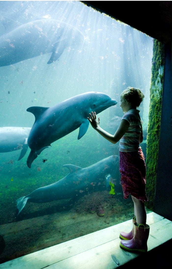 Dolfinarium Tickets, Tickets en Kaartjes, Twee personen, Ticket of Toegangskaart