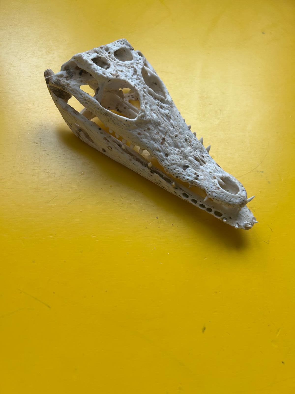 Schedel kaaiman brilkaaiman 17 cm !, Ophalen of Verzenden, Nieuw, Reptiel of Amfibie, Schedel