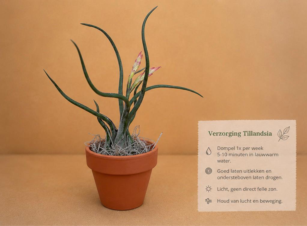 Caput Medusae, Ophalen of Verzenden, Halfschaduw, Minder dan 100 cm