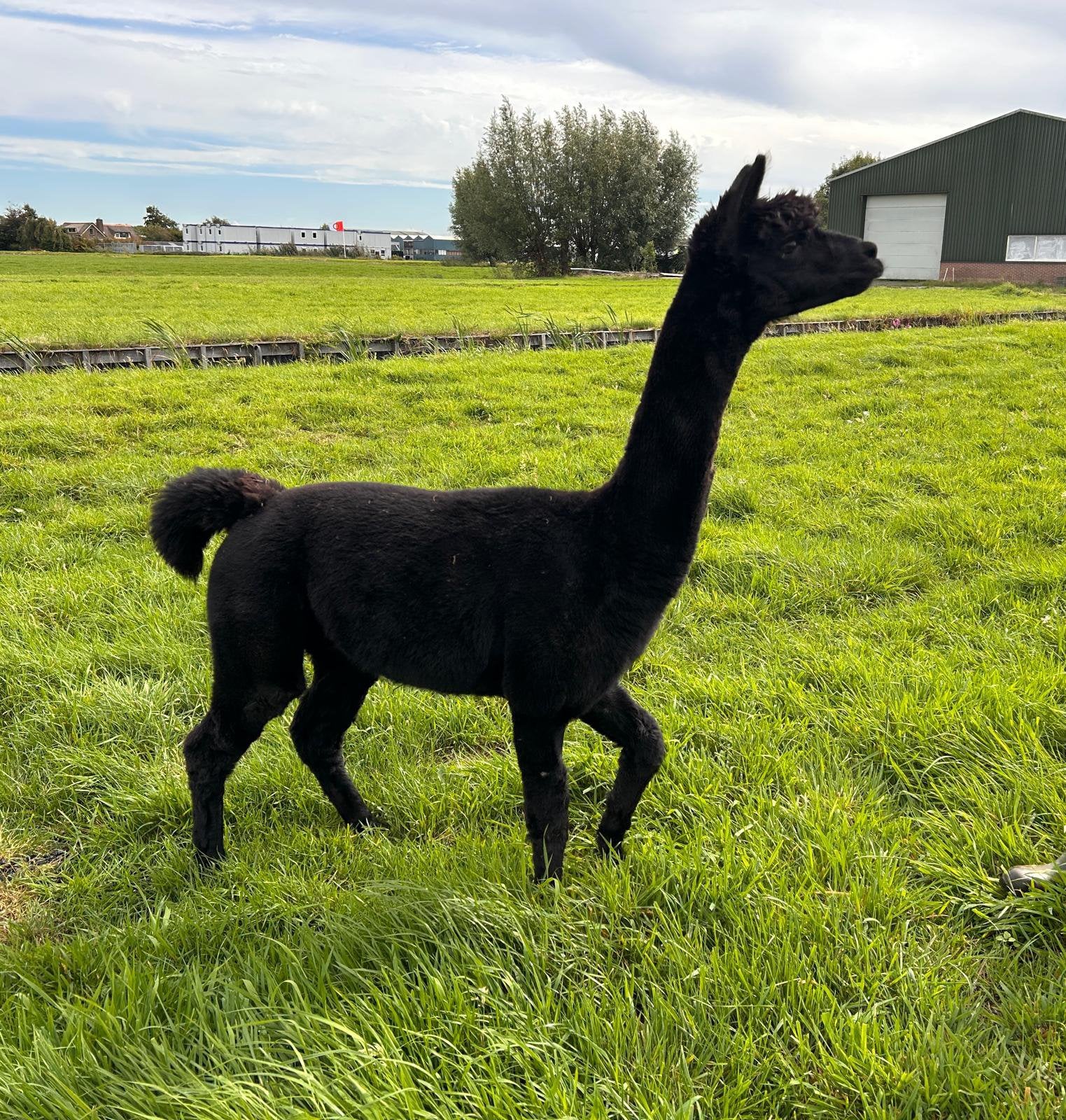 Foto 5 van Mooie zwarte alpaca hengst