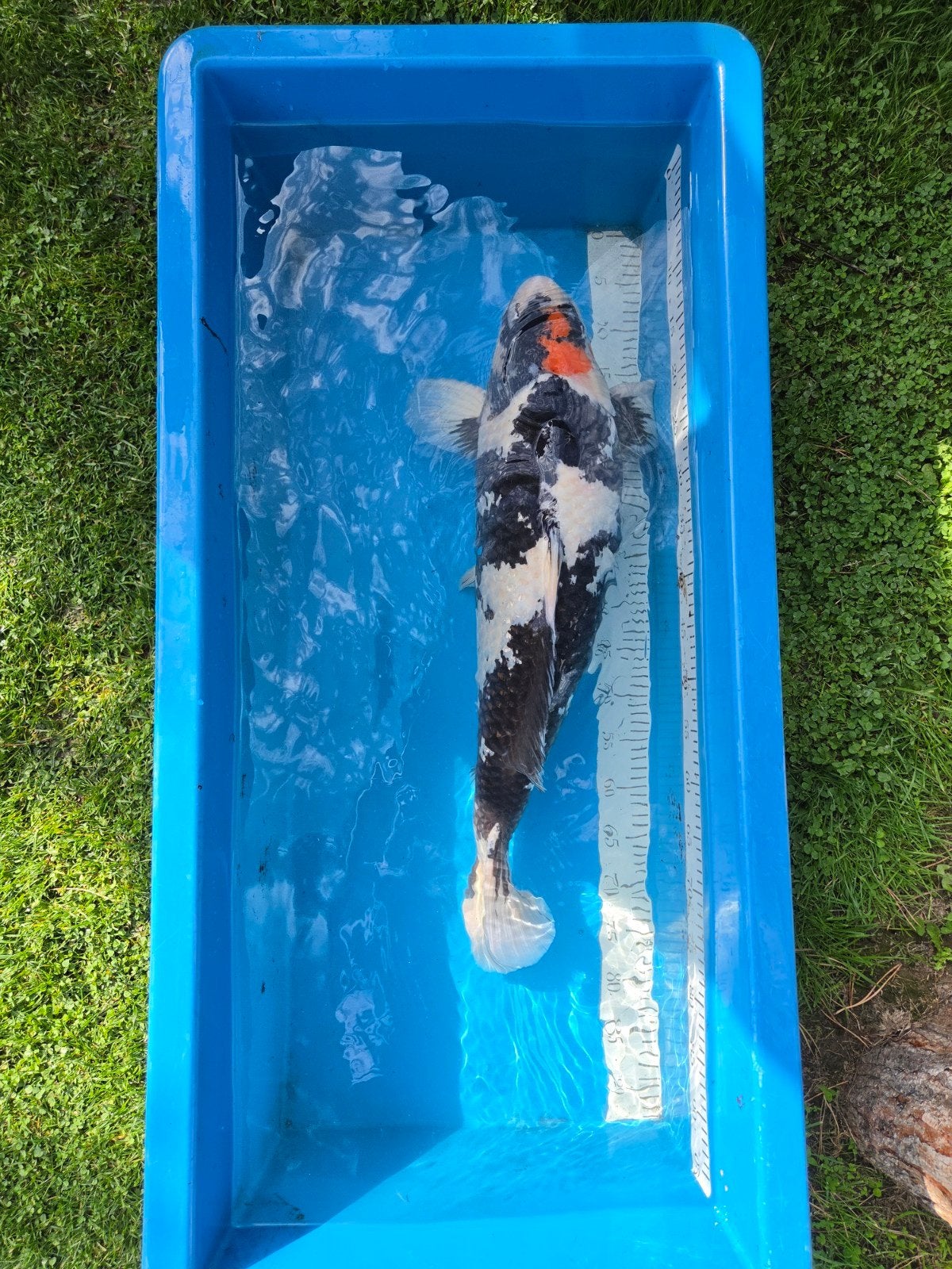 Zeer mooie en forse Tancho Showa Isa koi Farm