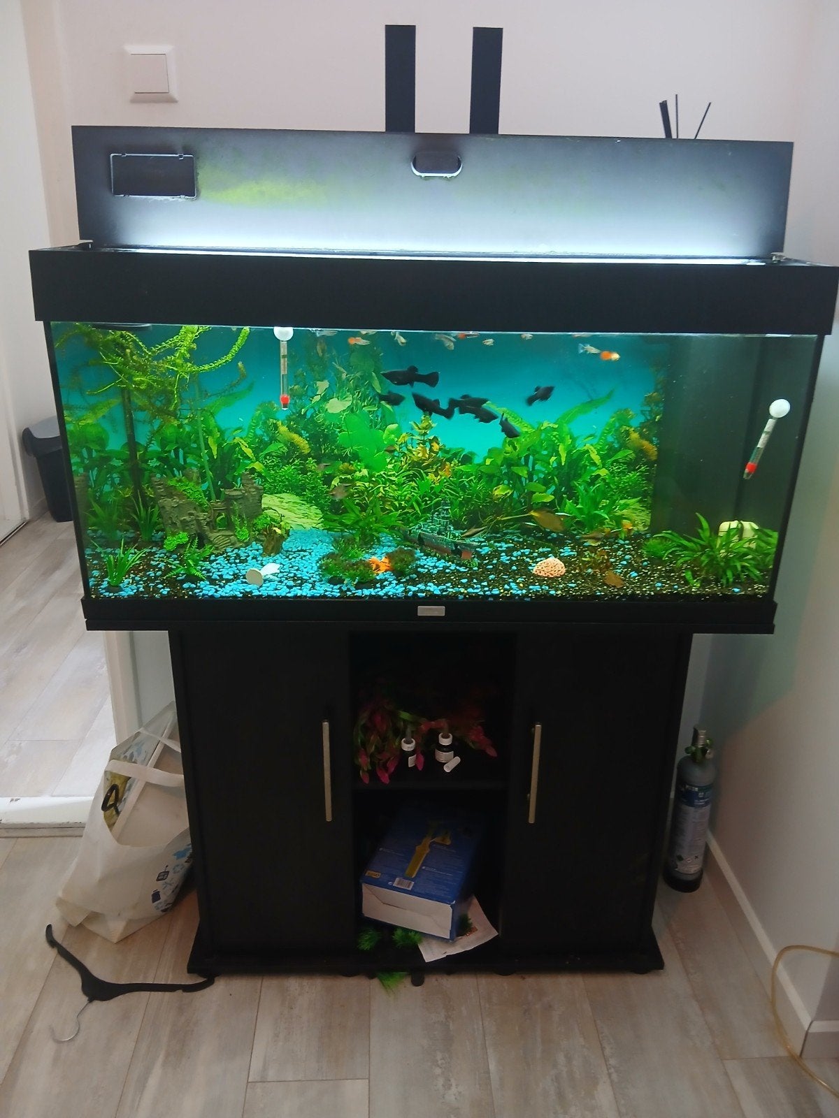 aquarium te koop met vissen, Dieren en Toebehoren, Vissen | Aquaria en Toebehoren, Ophalen, Inclusief vissen, Gebruikt, Gevuld zoetwateraquarium