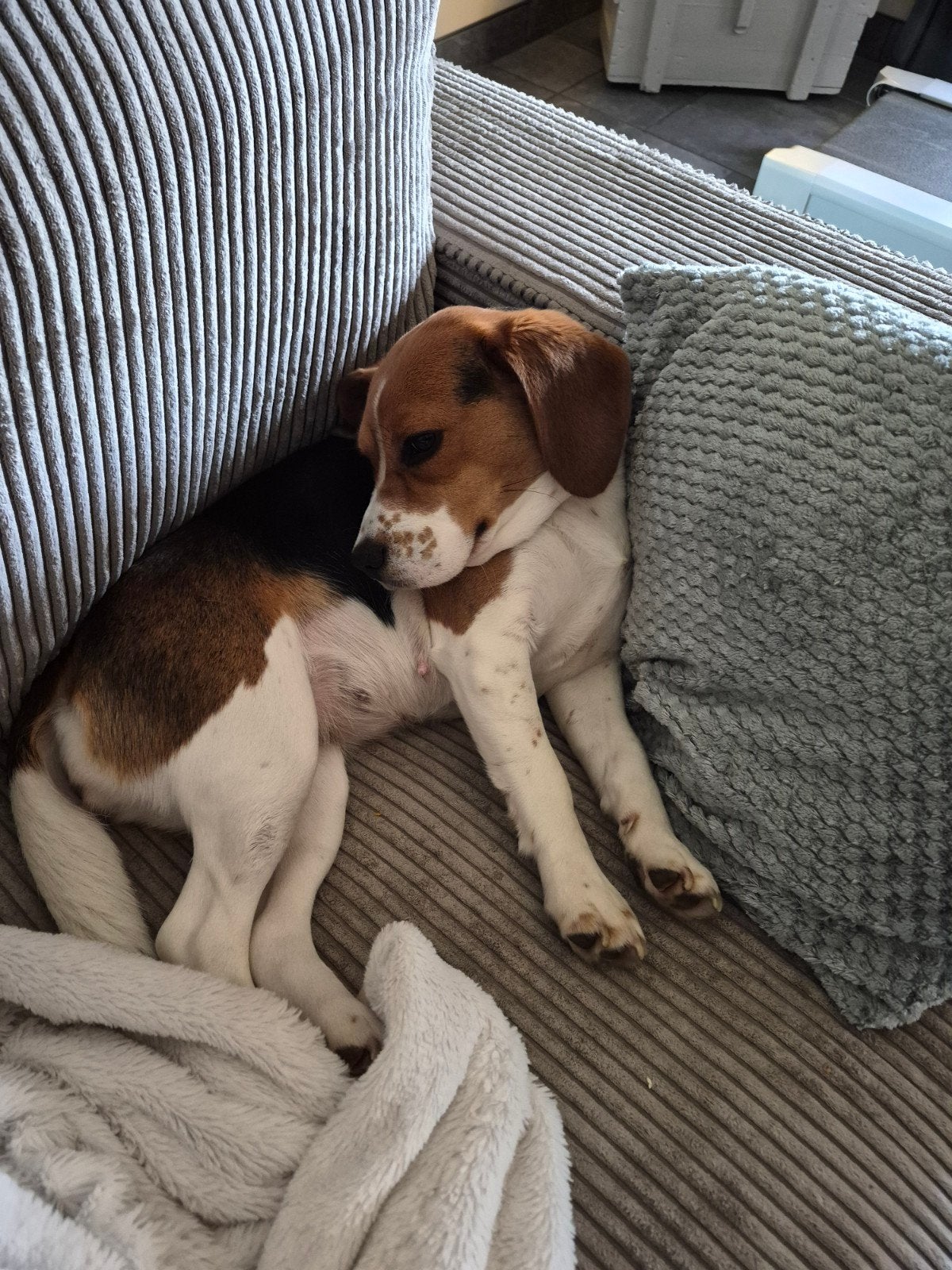 dekreu gezocht Beagle, Reu, Eén hond, 3 tot 5 jaar, Nederland