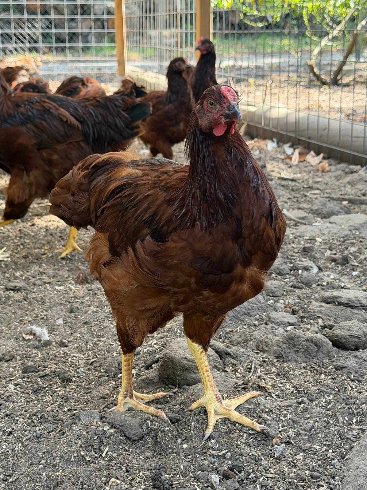 Rhode Island Red hanen, Dieren en Toebehoren, Pluimvee, Mannelijk, Kip