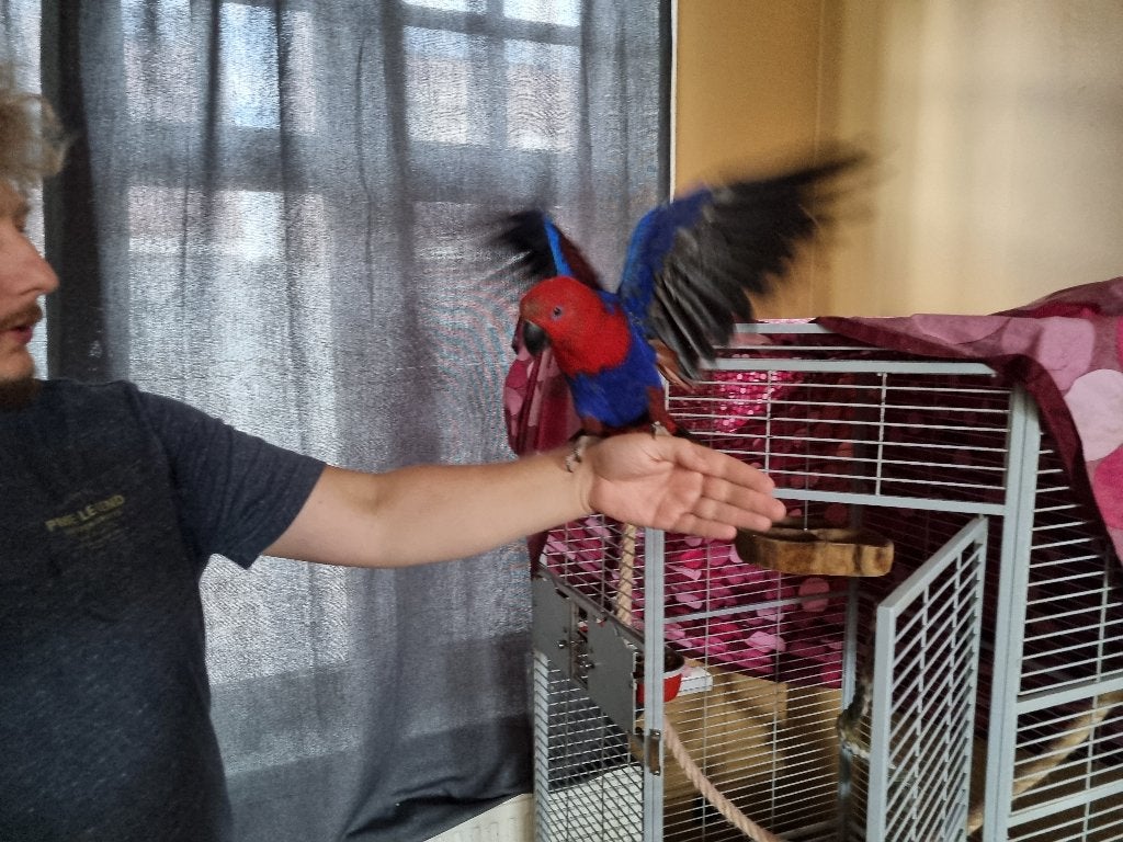 Lieve en nieuwsgierige Edelpapegaai pop, Vrouwelijk, Papegaai, Pratend