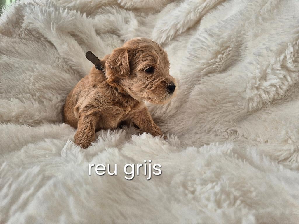 Medium Australian labradoodle puppys + stamboom achtergrond, 8 tot 15 weken, Meerdere, Meerdere dieren, Middel