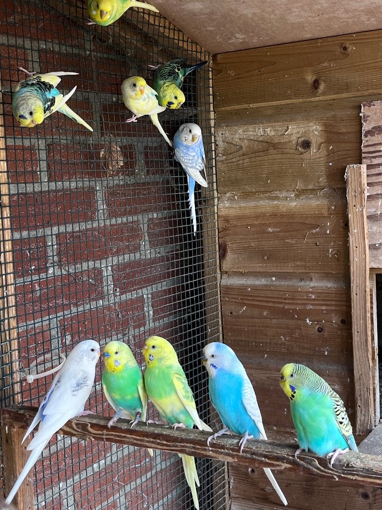 Grasparkieten in diverse mooie kleuren, Dieren en Toebehoren, Meerdere dieren, Parkiet