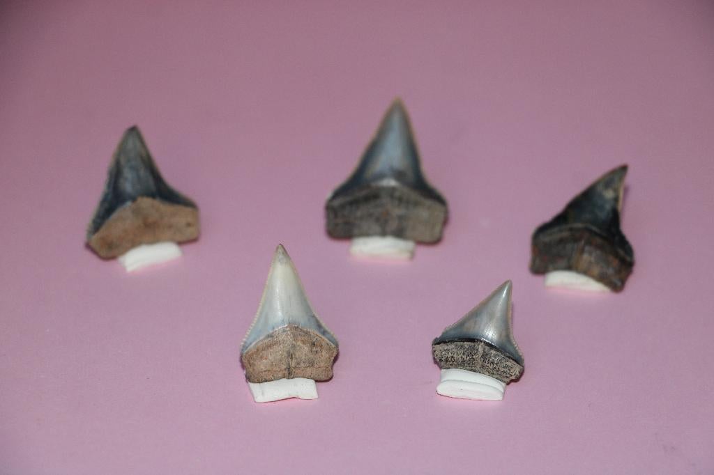 Haaientanden set, Ophalen of Verzenden, Fossiel