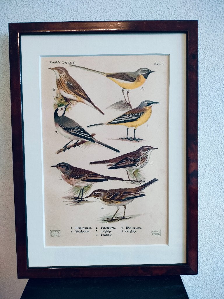 Litho Floericke Kwikstaart Graspieper Boompieper 1922, Antiek en Kunst, Ophalen of Verzenden