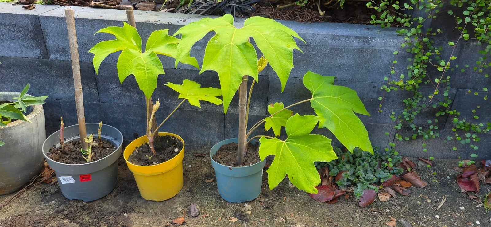 Tetrapanax papyrifer (Rijstpapierplant) stekjes, Tuin en Terras, Ophalen