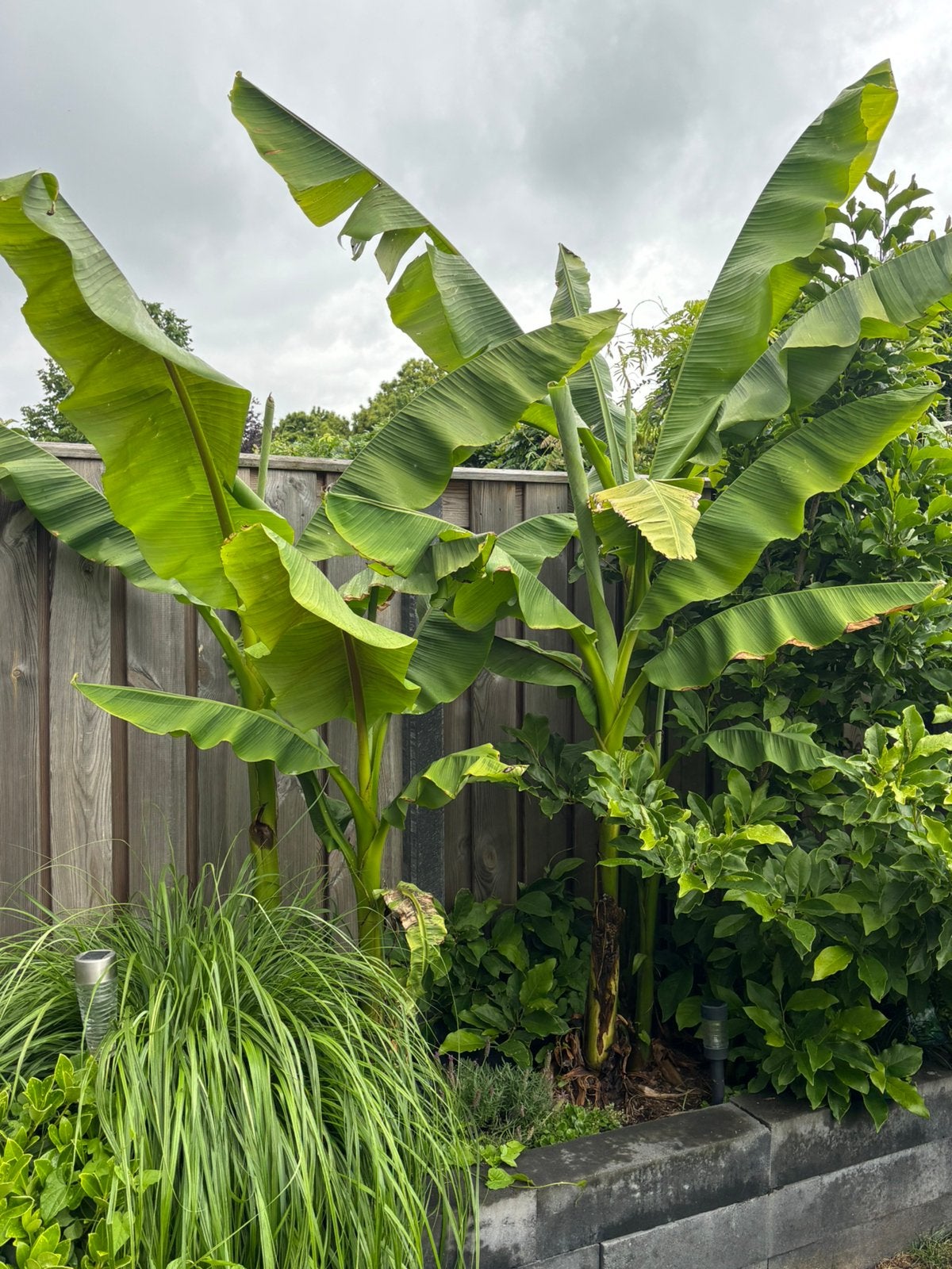 Bananenplanten musa basjoo, Ophalen of Verzenden, Volle zon