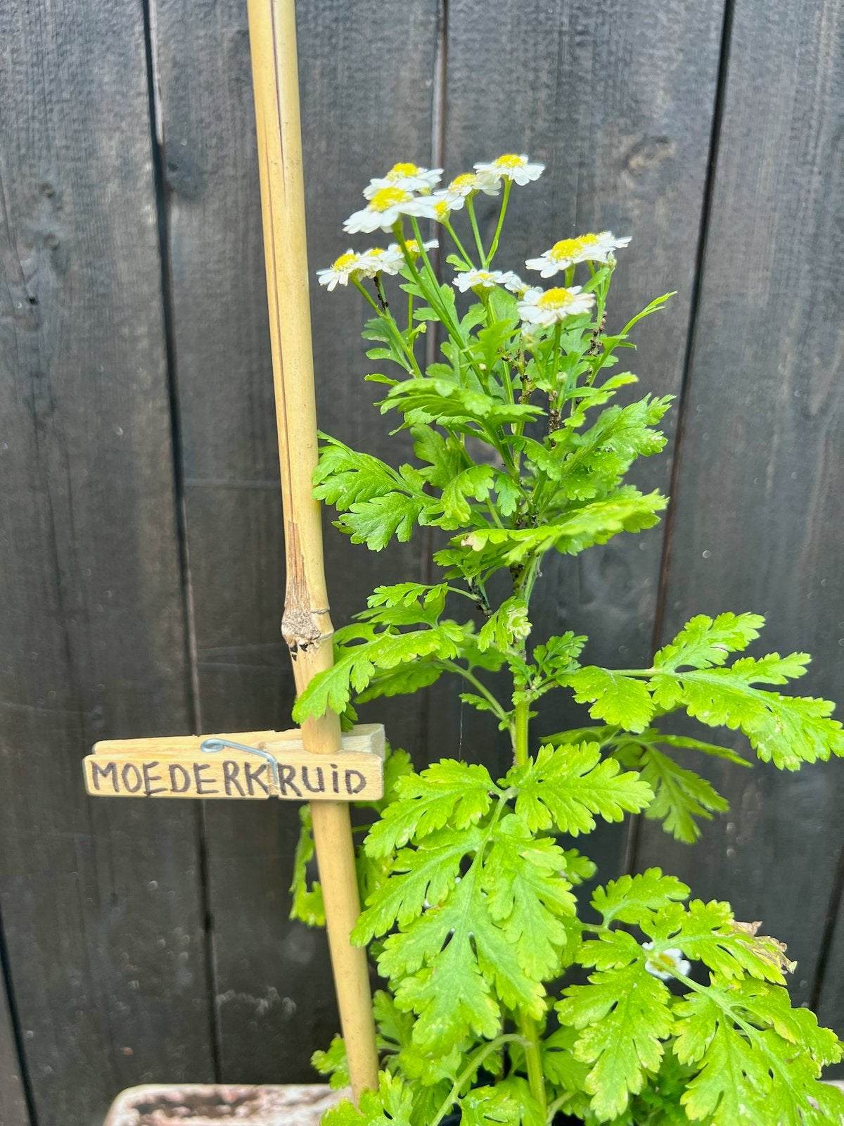 MOEDERKRUID HEMDSKNOOPJE uit Biologische tuin, Tuin en Terras, Planten | Tuinplanten, Vaste plant, Halfschaduw, Zomer, Ophalen
