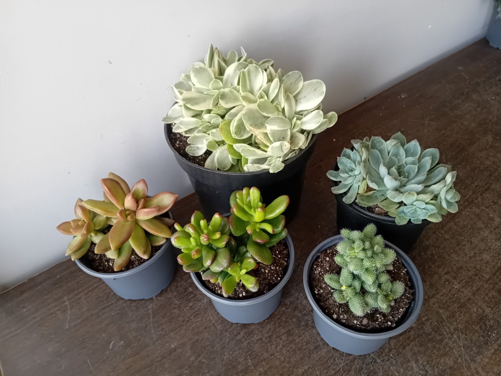 5 vetplanten 10-20cm  Heel weinig water nodig, Ophalen, Vetplant, In pot, Minder dan 100 cm
