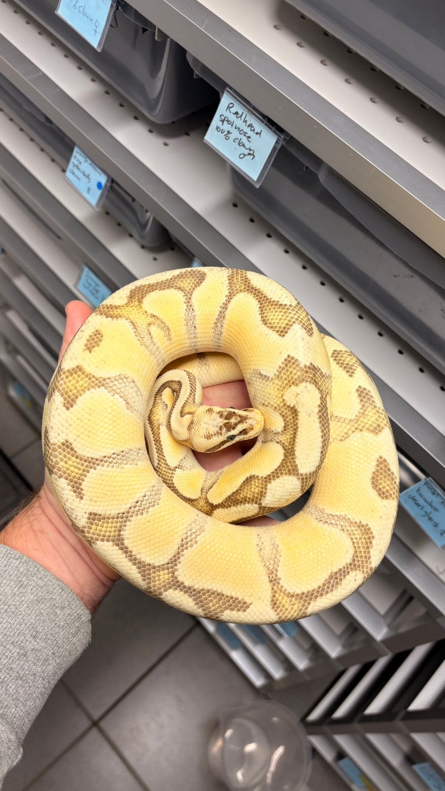 Ball python super pastel enchi fire yb 100% het desert ghost Ball Python photo 2