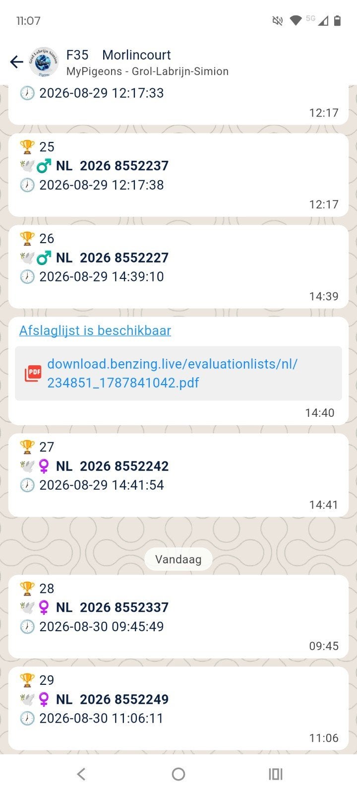 4 jonge duiven, Dieren en Toebehoren, Meerdere dieren